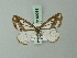  (Neolythria abraxaria - BC ZSM Lep 69081)  @11 [ ] CreativeCommons - Attribution Non-Commercial Share-Alike (2015) Axel Hausmann/Bavarian State Collection of Zoology (ZSM) SNSB, Zoologische Staatssammlung Muenchen