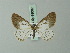  (Neolythria nubiferaria - BC ZSM Lep 69082)  @11 [ ] CreativeCommons - Attribution Non-Commercial Share-Alike (2015) Axel Hausmann/Bavarian State Collection of Zoology (ZSM) SNSB, Zoologische Staatssammlung Muenchen