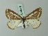  (Neolythria tenuiarcuata - BC ZSM Lep 69083)  @11 [ ] CreativeCommons - Attribution Non-Commercial Share-Alike (2015) Axel Hausmann/Bavarian State Collection of Zoology (ZSM) SNSB, Zoologische Staatssammlung Muenchen