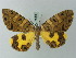  ( - BC ZSM Lep 69090)  @14 [ ] CreativeCommons - Attribution Non-Commercial Share-Alike (2015) Axel Hausmann/Bavarian State Collection of Zoology (ZSM) SNSB, Zoologische Staatssammlung Muenchen