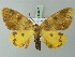  ( - BC ZSM Lep 69092)  @14 [ ] CreativeCommons - Attribution Non-Commercial Share-Alike (2015) Axel Hausmann/Bavarian State Collection of Zoology (ZSM) SNSB, Zoologische Staatssammlung Muenchen