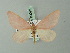  ( - BC ZSM Lep 69093)  @11 [ ] CreativeCommons - Attribution Non-Commercial Share-Alike (2015) Axel Hausmann/Bavarian State Collection of Zoology (ZSM) SNSB, Zoologische Staatssammlung Muenchen