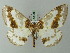  ( - BC ZSM Lep 69102)  @11 [ ] CreativeCommons - Attribution Non-Commercial Share-Alike (2015) Axel Hausmann/Bavarian State Collection of Zoology (ZSM) SNSB, Zoologische Staatssammlung Muenchen