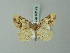  ( - BC ZSM Lep 69129)  @11 [ ] CreativeCommons - Attribution Non-Commercial Share-Alike (2015) Axel Hausmann/Bavarian State Collection of Zoology (ZSM) SNSB, Zoologische Staatssammlung Muenchen