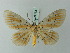  (Bracca benguetana - BC ZSM Lep 69132)  @13 [ ] CreativeCommons - Attribution Non-Commercial Share-Alike (2015) Axel Hausmann/Bavarian State Collection of Zoology (ZSM) SNSB, Zoologische Staatssammlung Muenchen