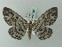  (Bracca tenuisignata - BC ZSM Lep 69133)  @13 [ ] CreativeCommons - Attribution Non-Commercial Share-Alike (2015) Axel Hausmann/Bavarian State Collection of Zoology (ZSM) SNSB, Zoologische Staatssammlung Muenchen