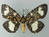  (Bracca barbara - BC ZSM Lep 69135)  @14 [ ] CreativeCommons - Attribution Non-Commercial Share-Alike (2015) Axel Hausmann/Bavarian State Collection of Zoology (ZSM) SNSB, Zoologische Staatssammlung Muenchen