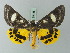  ( - BC ZSM Lep 69136)  @14 [ ] CreativeCommons - Attribution Non-Commercial Share-Alike (2015) Axel Hausmann/Bavarian State Collection of Zoology (ZSM) SNSB, Zoologische Staatssammlung Muenchen