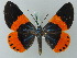  (Milionia pyrozonis - BC ZSM Lep 69150)  @13 [ ] CreativeCommons - Attribution Non-Commercial Share-Alike (2015) Axel Hausmann/Bavarian State Collection of Zoology (ZSM) SNSB, Zoologische Staatssammlung Muenchen