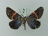  (Milionia rubrifascia - BC ZSM Lep 69152)  @11 [ ] CreativeCommons - Attribution Non-Commercial Share-Alike (2015) Axel Hausmann/Bavarian State Collection of Zoology (ZSM) SNSB, Zoologische Staatssammlung Muenchen
