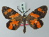  ( - BC ZSM Lep 69155)  @11 [ ] CreativeCommons - Attribution Non-Commercial Share-Alike (2015) Axel Hausmann/Bavarian State Collection of Zoology (ZSM) SNSB, Zoologische Staatssammlung Muenchen