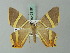  (Phrygionis platinata - BC ZSM Lep 69191)  @15 [ ] CreativeCommons - Attribution Non-Commercial Share-Alike (2015) Axel Hausmann/Bavarian State Collection of Zoology (ZSM) SNSB, Zoologische Staatssammlung Muenchen