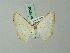  ( - BC ZSM Lep 69208)  @11 [ ] CreativeCommons - Attribution Non-Commercial Share-Alike (2015) Axel Hausmann/Bavarian State Collection of Zoology (ZSM) SNSB, Zoologische Staatssammlung Muenchen