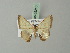  ( - BC ZSM Lep 69210)  @13 [ ] CreativeCommons - Attribution Non-Commercial Share-Alike (2015) Axel Hausmann/Bavarian State Collection of Zoology (ZSM) SNSB, Zoologische Staatssammlung Muenchen