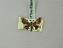  (Phaludia strictifascia - BC ZSM Lep 69220)  @11 [ ] CreativeCommons - Attribution Non-Commercial Share-Alike (2015) Axel Hausmann/Bavarian State Collection of Zoology (ZSM) SNSB, Zoologische Staatssammlung Muenchen