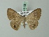  ( - BC ZSM Lep 69221)  @11 [ ] CreativeCommons - Attribution Non-Commercial Share-Alike (2015) Axel Hausmann/Bavarian State Collection of Zoology (ZSM) SNSB, Zoologische Staatssammlung Muenchen