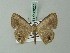  (Tasta reflexa - BC ZSM Lep 69222)  @11 [ ] CreativeCommons - Attribution Non-Commercial Share-Alike (2015) Axel Hausmann/Bavarian State Collection of Zoology (ZSM) SNSB, Zoologische Staatssammlung Muenchen