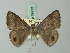  (Tasta elliptica - BC ZSM Lep 69223)  @14 [ ] CreativeCommons - Attribution Non-Commercial Share-Alike (2015) Axel Hausmann/Bavarian State Collection of Zoology (ZSM) SNSB, Zoologische Staatssammlung Muenchen