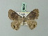  (Tasta disciscura - BC ZSM Lep 69224)  @14 [ ] CreativeCommons - Attribution Non-Commercial Share-Alike (2015) Axel Hausmann/Bavarian State Collection of Zoology (ZSM) SNSB, Zoologische Staatssammlung Muenchen