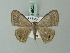  (Tasta chalybeata - BC ZSM Lep 69225)  @14 [ ] CreativeCommons - Attribution Non-Commercial Share-Alike (2015) Axel Hausmann/Bavarian State Collection of Zoology (ZSM) SNSB, Zoologische Staatssammlung Muenchen