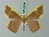  ( - BC ZSM Lep 69237)  @14 [ ] CreativeCommons - Attribution Non-Commercial Share-Alike (2015) Axel Hausmann/Bavarian State Collection of Zoology (ZSM) SNSB, Zoologische Staatssammlung Muenchen