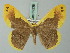  ( - BC ZSM Lep 69238)  @11 [ ] CreativeCommons - Attribution Non-Commercial Share-Alike (2015) Axel Hausmann/Bavarian State Collection of Zoology (ZSM) SNSB, Zoologische Staatssammlung Muenchen