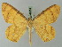  ( - BC ZSM Lep 69239)  @11 [ ] CreativeCommons - Attribution Non-Commercial Share-Alike (2015) Axel Hausmann/Bavarian State Collection of Zoology (ZSM) SNSB, Zoologische Staatssammlung Muenchen