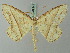  ( - BC ZSM Lep 69244)  @14 [ ] CreativeCommons - Attribution Non-Commercial Share-Alike (2015) Axel Hausmann/Bavarian State Collection of Zoology (ZSM) SNSB, Zoologische Staatssammlung Muenchen