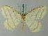  ( - BC ZSM Lep 69245)  @11 [ ] CreativeCommons - Attribution Non-Commercial Share-Alike (2015) Axel Hausmann/Bavarian State Collection of Zoology (ZSM) SNSB, Zoologische Staatssammlung Muenchen