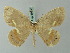  ( - BC ZSM Lep 69246)  @11 [ ] CreativeCommons - Attribution Non-Commercial Share-Alike (2015) Axel Hausmann/Bavarian State Collection of Zoology (ZSM) SNSB, Zoologische Staatssammlung Muenchen