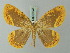  ( - BC ZSM Lep 69247)  @14 [ ] CreativeCommons - Attribution Non-Commercial Share-Alike (2015) Axel Hausmann/Bavarian State Collection of Zoology (ZSM) SNSB, Zoologische Staatssammlung Muenchen