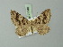  (Scotopteryx supproximaria - BC ZSM Lep 71448)  @11 [ ] CreativeCommons - Attribution Non-Commercial Share-Alike (2015) Axel Hausmann/Bavarian State Collection of Zoology (ZSM) SNSB, Zoologische Staatssammlung Muenchen