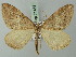  (Scotopteryx pulchrata - BC ZSM Lep 71451)  @13 [ ] CreativeCommons - Attribution Non-Commercial Share-Alike (2015) Axel Hausmann/Bavarian State Collection of Zoology (ZSM) SNSB, Zoologische Staatssammlung Muenchen