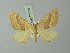  (Scotopteryx langi - BC ZSM Lep 71452)  @14 [ ] CreativeCommons - Attribution Non-Commercial Share-Alike (2015) Axel Hausmann/Bavarian State Collection of Zoology (ZSM) SNSB, Zoologische Staatssammlung Muenchen