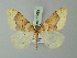  ( - BC ZSM Lep 71454)  @11 [ ] CreativeCommons - Attribution Non-Commercial Share-Alike (2015) Axel Hausmann/Bavarian State Collection of Zoology (ZSM) SNSB, Zoologische Staatssammlung Muenchen