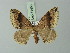  ( - BC ZSM Lep 71456)  @11 [ ] CreativeCommons - Attribution Non-Commercial Share-Alike (2015) Axel Hausmann/Bavarian State Collection of Zoology (ZSM) SNSB, Zoologische Staatssammlung Muenchen