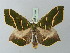  (Sarracena - BC ZSM Lep 71457)  @14 [ ] CreativeCommons - Attribution Non-Commercial Share-Alike (2015) Axel Hausmann/Bavarian State Collection of Zoology (ZSM) SNSB, Zoologische Staatssammlung Muenchen