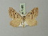  (Pseudolarentia atrosigillata - BC ZSM Lep 71459)  @11 [ ] CreativeCommons - Attribution Non-Commercial Share-Alike (2015) Axel Hausmann/Bavarian State Collection of Zoology (ZSM) SNSB, Zoologische Staatssammlung Muenchen