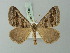  (Pseudolarentia cryptospilata - BC ZSM Lep 71461)  @11 [ ] CreativeCommons - Attribution Non-Commercial Share-Alike (2015) Axel Hausmann/Bavarian State Collection of Zoology (ZSM) SNSB, Zoologische Staatssammlung Muenchen