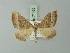  (Parortholitha nictitaria - BC ZSM Lep 71465)  @11 [ ] CreativeCommons - Attribution Non-Commercial Share-Alike (2015) Axel Hausmann/Bavarian State Collection of Zoology (ZSM) SNSB, Zoologische Staatssammlung Muenchen