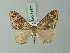  ( - BC ZSM Lep 71471)  @11 [ ] CreativeCommons - Attribution Non-Commercial Share-Alike (2015) Axel Hausmann/Bavarian State Collection of Zoology (ZSM) SNSB, Zoologische Staatssammlung Muenchen