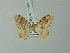  ( - BC ZSM Lep 71472)  @11 [ ] CreativeCommons - Attribution Non-Commercial Share-Alike (2015) Axel Hausmann/Bavarian State Collection of Zoology (ZSM) SNSB, Zoologische Staatssammlung Muenchen