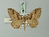  (Pareulype mauretanica - BC ZSM Lep 71473)  @11 [ ] CreativeCommons - Attribution Non-Commercial Share-Alike (2015) Axel Hausmann/Bavarian State Collection of Zoology (ZSM) SNSB, Zoologische Staatssammlung Muenchen