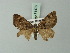  ( - BC ZSM Lep 71476)  @12 [ ] CreativeCommons - Attribution Non-Commercial Share-Alike (2015) Axel Hausmann/Bavarian State Collection of Zoology (ZSM) SNSB, Zoologische Staatssammlung Muenchen