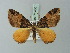  ( - BC ZSM Lep 71480)  @11 [ ] CreativeCommons - Attribution Non-Commercial Share-Alike (2015) Axel Hausmann/Bavarian State Collection of Zoology (ZSM) SNSB, Zoologische Staatssammlung Muenchen