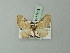  (Mesoleuca costipannaria - BC ZSM Lep 71482)  @11 [ ] CreativeCommons - Attribution Non-Commercial Share-Alike (2015) Axel Hausmann/Bavarian State Collection of Zoology (ZSM) SNSB, Zoologische Staatssammlung Muenchen