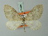  ( - BC ZSM Lep 71484)  @11 [ ] CreativeCommons - Attribution Non-Commercial Share-Alike (2015) Axel Hausmann/Bavarian State Collection of Zoology (ZSM) SNSB, Zoologische Staatssammlung Muenchen