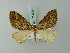  ( - BC ZSM Lep 71486)  @11 [ ] CreativeCommons - Attribution Non-Commercial Share-Alike (2015) Axel Hausmann/Bavarian State Collection of Zoology (ZSM) SNSB, Zoologische Staatssammlung Muenchen