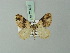  ( - BC ZSM Lep 71492)  @11 [ ] CreativeCommons - Attribution Non-Commercial Share-Alike (2015) Axel Hausmann/Bavarian State Collection of Zoology (ZSM) SNSB, Zoologische Staatssammlung Muenchen