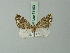  ( - BC ZSM Lep 71493)  @12 [ ] CreativeCommons - Attribution Non-Commercial Share-Alike (2015) Axel Hausmann/Bavarian State Collection of Zoology (ZSM) SNSB, Zoologische Staatssammlung Muenchen